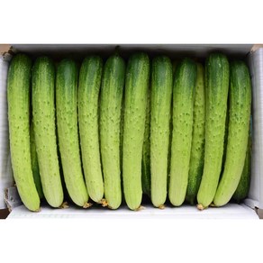 아삭아삭 국내산 백오이 못난이 특, 1개, 10kg(특사이즈)