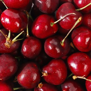 [후레쉬데이] 미국산 항공직송 생 체리, 1개, 1kg