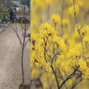 (D소망)산수유나무묘목 R3cm(분)1그루 결실주, 1개