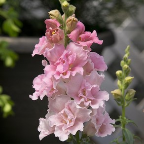 금어초 트위니 로즈(종자 꽃씨앗 / 10립)Snapdragon Twinny Rose