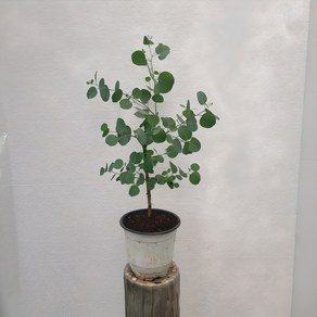 폴리안유칼립투스 외목대 중형 상태 35cm-50cm 99, 1개