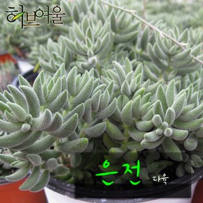 허브여울다육 은전(은서 /촉많은 여러대) 지름 9cm 소품화분, 1개