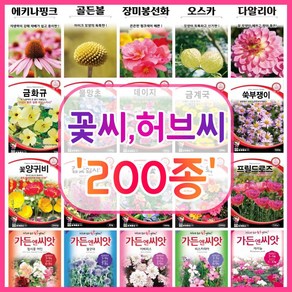 꽃씨 200종 꽃씨앗 꽃씨몰 다년생 월동 꽃 씨앗 세트 야생화 종자 / 코스모스 국화 제라늄 구절초 겹접시꽃 버들마편초 금어초 양귀비씨앗 메리골드 스토크 금어초 네모필라 꽃잔디, 160. 유칼립투스 10립, 1개