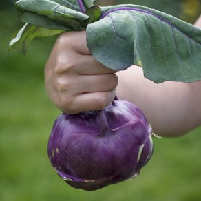 농가신선 제주 콜라비 아삭 달콤한 제철 특품, 1박스, 10kg