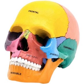 두개골 모형 컬러 모델 해부학 분리형 구조 스컬 머리