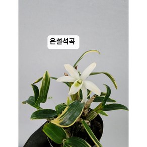 석곡 은설석곡 79, 1개