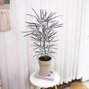 아랄리아 중대품 독일 토분 화분 세트 70cm - 개업화분 선물 리본메세지 서비스, 1개