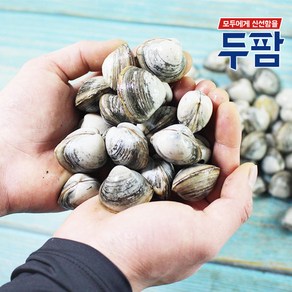 두팜 물총조개 서해안 동죽조개 1kg, 1개