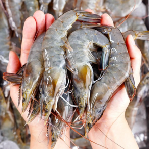 전라도청년 당일조업 산지직송 신안군 흰다리새우 1kg(35미 내외), 1개