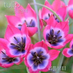 미니 튤립(Mini Tulip-원종) 추식 구근 입고 금강원예