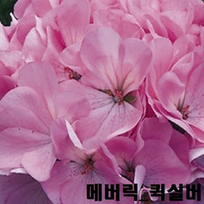 제라늄 씨앗 5립 네델란드 수입씨앗(나노 링고 메버릭 핀토프리미엄등), 메버릭퀵실버5립, 1개