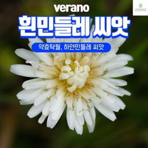 약용/식용 흰민들레 씨앗 1kg 대용량 희귀씨앗 종자, 1개