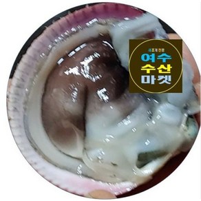 여수 명품 손질새조개 500g, 최상품, 1개