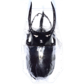 (Chalcosoma atlas keyboh) 아틀라스장수풍뎅이 [D-102] 곤충표본, 60~64mm, 1개