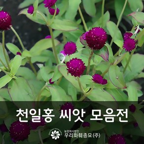 우리화훼종묘 천일홍 씨앗- 오드리 퍼플 레드 0.10g, 1개