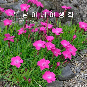 사계패랭이 [4개 복남이네야생화 모종 잔디패랭이 디안서스 dianthus], 4개