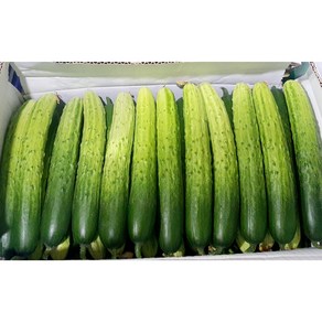 싱싱한 백오이 백다다기오이1kg 2kg 3kg 5kg, 백오이(특)1kg내외, 1개