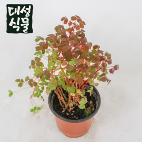 옥살리스 썬셋벨벳 사랑초 꽃 화분 야생화 대성식물, 1개