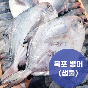 제철 목포 국산 병어 당일조업 산지직송, 1개, 1kg(횟감/ 4~5미)