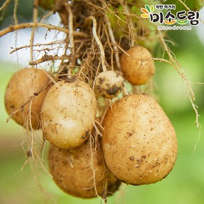 [미소드림] 강원도 맛있는 햇감자 조풍감자 10kg (중소), 1개