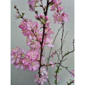 [다온야생화] C5670 이스라지산앵두 (20cm) [동일품], 1개, -