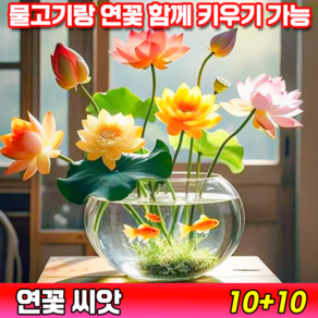 [국내배송] 연꽃 씨앗 수경식물 연못 수중재배 관상용 미니연꽃 수련 그릇 행운 수반 연꽃 종자 실내식물 발아율99.99%, 20개
