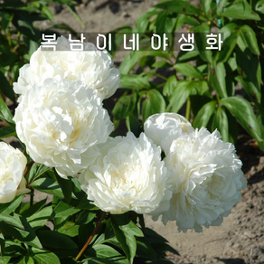 엘사사스 [1포트 복남이네야생화 흰겹 작약 목단 피오니 peony], 1개