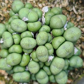 Conophytum vaiegata sp.미니코노 희귀식물 플랜테리어 다육식물 최상급