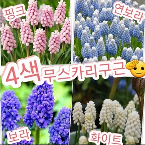 무스카리구근 4색혼합 40개묶음/무스카리가 추운 눈 속에도 살아남을 수 있는 유일한꽃