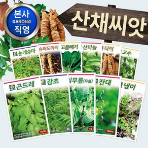 민속채소 약초 산채 토종 산나물 종자 씨앗모음전 - 냉이 취나물 곤드레 도라지 더덕, AS13=일당귀씨앗2g!, 1개