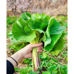 [라라네농장] 산지직송 백운산 청정지역에서 자란 야생 머위 머위잎, 1개, 1kg
