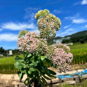 골드씨드 큰꿩의비름 포트 모종 이색 포트 야생화 꽃피는야생화 지피식물 셀프조경 전원주택조경 마당꾸미기 마당조경 화단꾸미기 화단조경 카페꾸미기 카페조경 실외조경