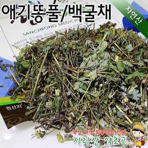 자연산 애기똥풀(특품) 300g 백굴채, 1개