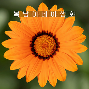 은엽 가자니아 오렌지 [4포트 복남이네야생화 모종 프로스티 키스 gazania], 4개