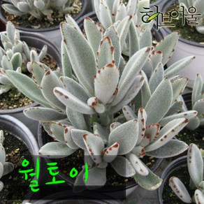 허브여울다육 월토이 지름 9cm 소품 다육화분, 3개