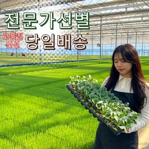 [품은] 상추 모종 모음 베란다 텃밭 만들기 로메인 쌈채소 야채 키우기 오늘출발, 양배추, 모종72개(1판), 1개
