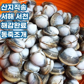 산지직송 서해안 서천 해감 동죽 동죽조개 물총조개 1kg 2kg 3kg 5kg, 동죽조개_1kg