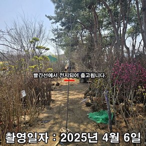 착한가격 나무생각 / 포포나무 / 4~5년생 / 분, 1개