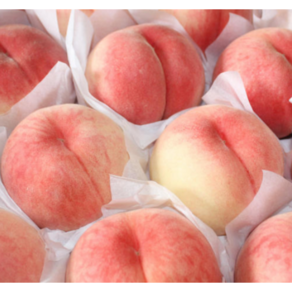[달콤과즙] 고당도 털복숭아 말랑이 물복 백도 복숭아, 1개, 500g