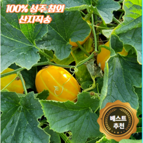 [초특가] 맛곳간 성주 꿀맛 참외 당도 보장 산지직송 100%, 1박스, 가정용(중소과) 3kg