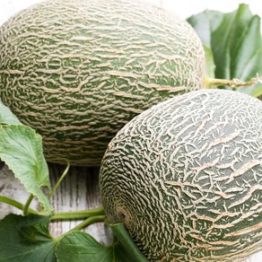 황금빛 과육 달콤한 프리미엄 하미과 메론, 1개, 1통 (1kg 내외)