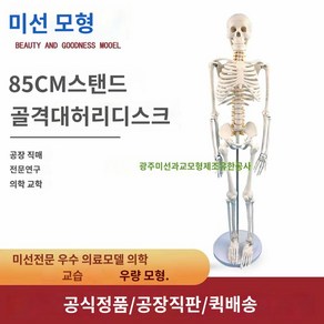 근육 해골 뼈 신경 모형 인체, 85CM입식골격부신경