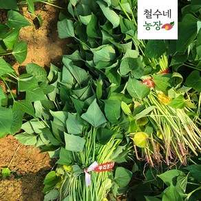 예약 해남 꿀 고구마 모종 1kg 3kg 5kg 10kg 20kg 순 줄기 싹 판매, 꿀모종1kg, 금요일출고-토요일도착, 1개