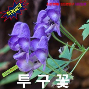(씨앗나라) 초오의꽃 투구꽃 5립, 1개