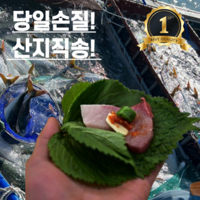 산지직송 제철 방어 대방어 방어회 9kg이상 손질 회 필렛 9gk 이상, 1개, 8kg 이상급 대방어 필렛 500g내외