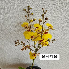 온시디움 댄싱걸, 1개, 노랑계열