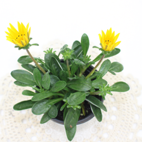 [골든플랜트] 가자니아 ( Gazania longiscapa DC. 'Sunshine') 노란꽃 정원 화단 봄에심는 꽃, 1개