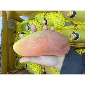 항공직송 고당도 태국 마하차녹 무지개망고, 1박스, 대과 4kg (8-14과)