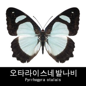 오타라이스네발나비표본 Pyrrhogyra otalais 80mm+-