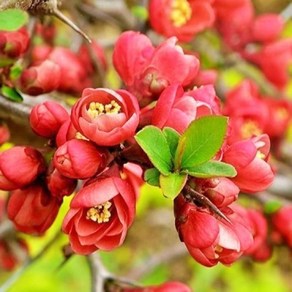 명자나무 흑광 1미터높이 / 당명자 산당화/ 5치포트 붉은꽃/ 분재용, 1개